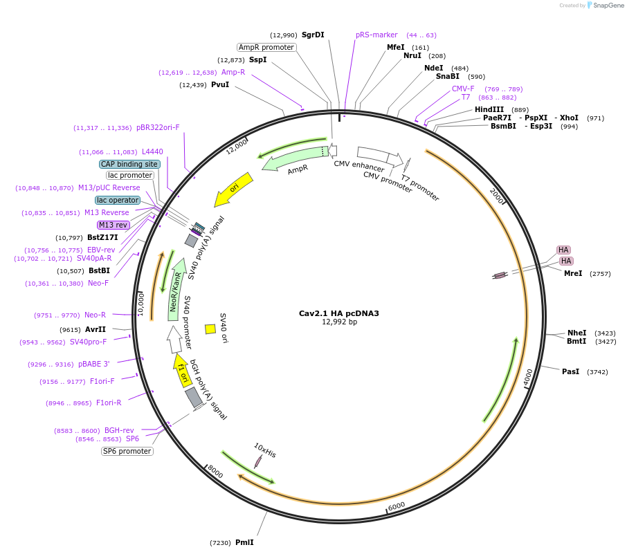 206069-plasmid-map-sequence-id-406756