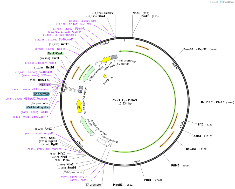 206072-plasmid-map-sequence-id-406760