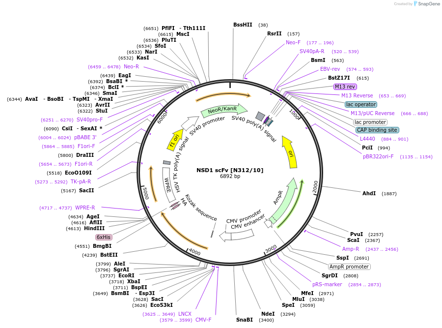 206779-plasmid-map-sequence-id-406761