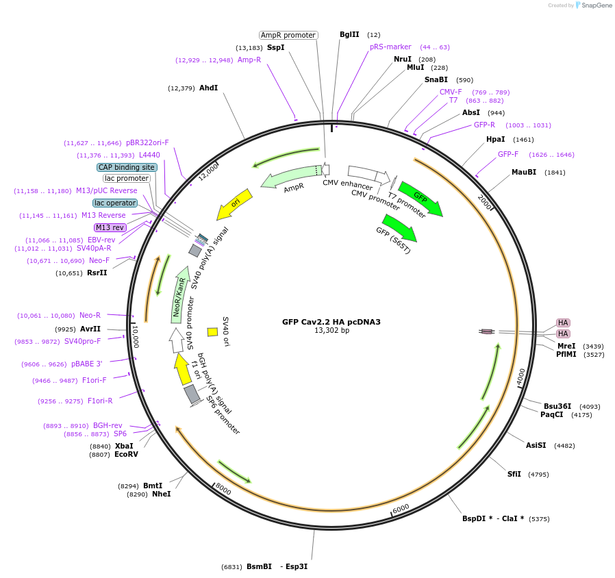 206053-plasmid-map-sequence-id-406763