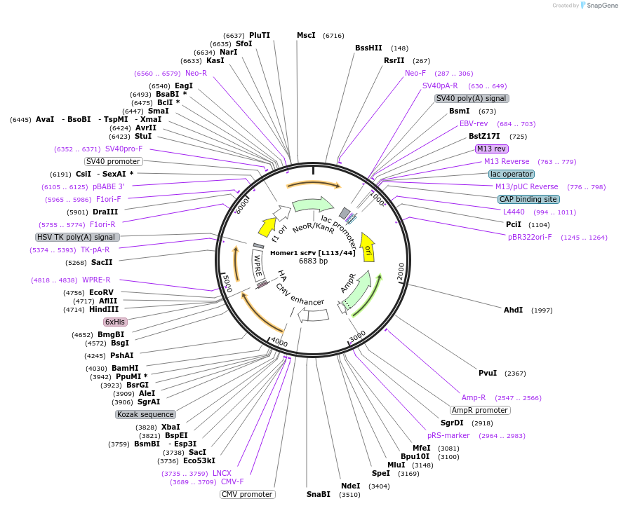206766-plasmid-map-sequence-id-406764