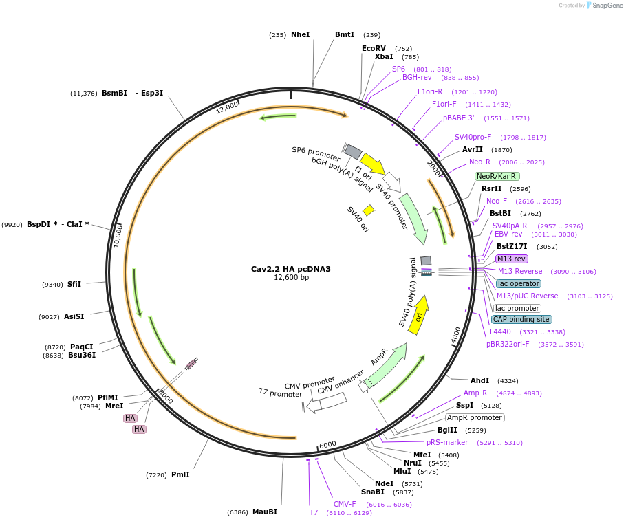 206051-plasmid-map-sequence-id-406766