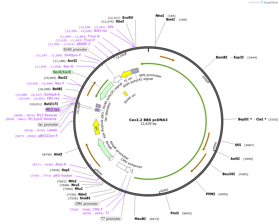 206057-plasmid-map-sequence-id-406767