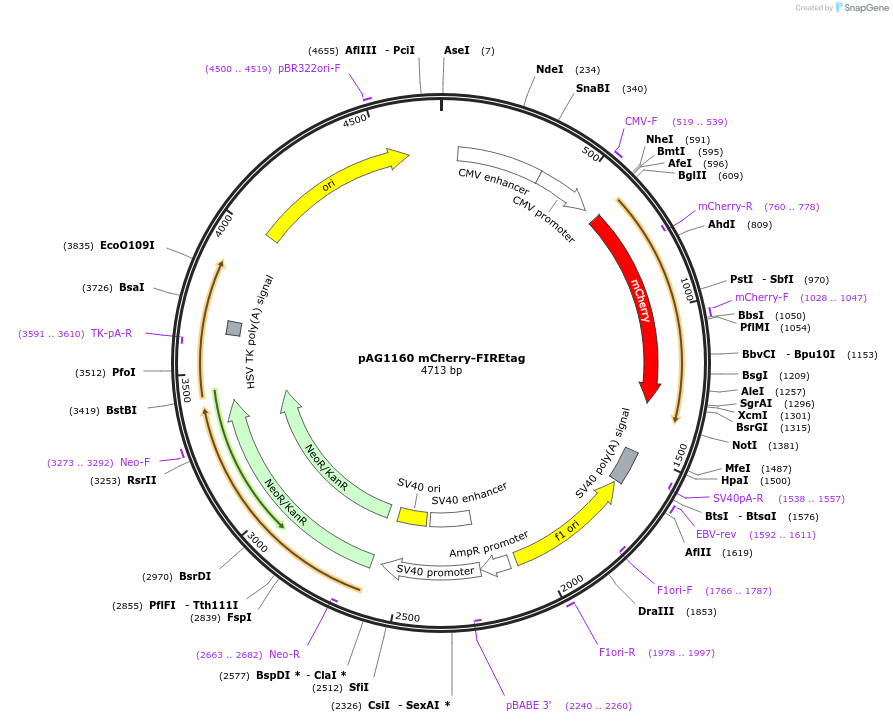205164-plasmid-map-sequence-id-406779