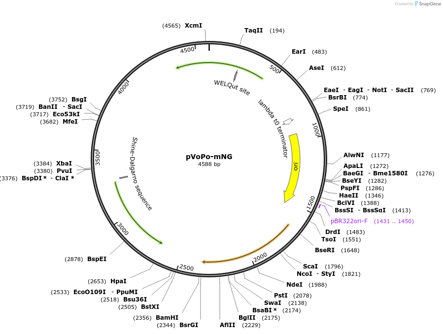 187843-plasmid-map-sequence-id-406780