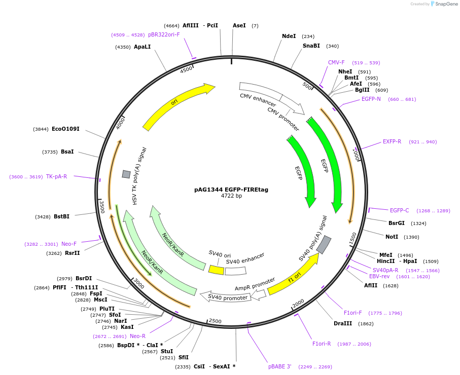 205165-plasmid-map-sequence-id-406781