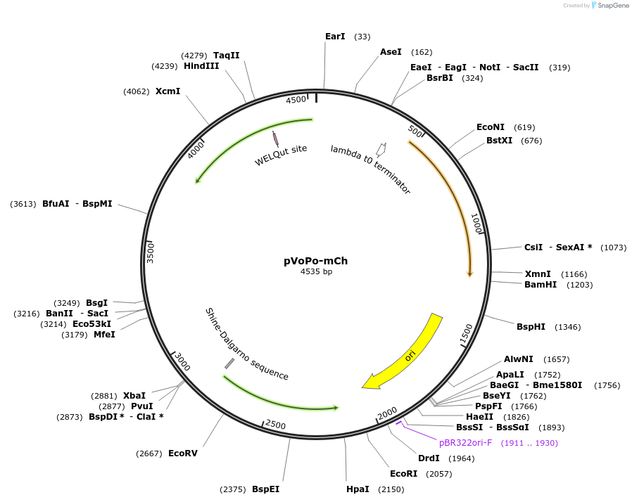 187841-plasmid-map-sequence-id-406782