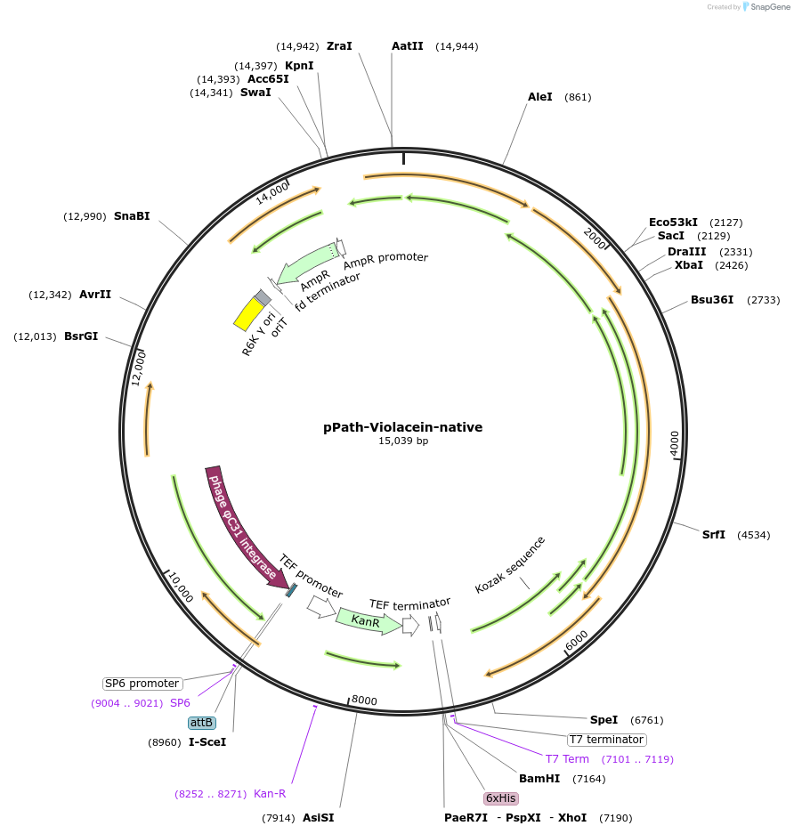 200001-plasmid-map-sequence-id-406785