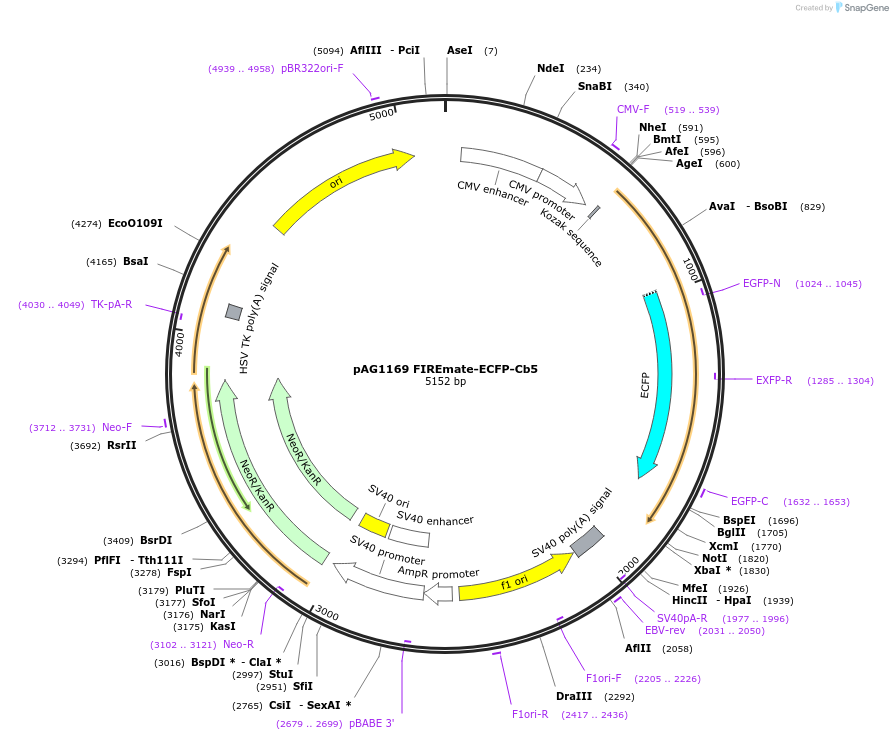 205167-plasmid-map-sequence-id-406786