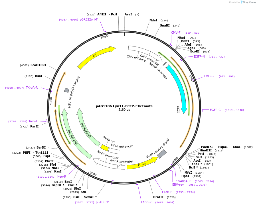 205168-plasmid-map-sequence-id-406787