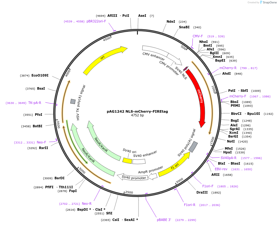 205170-plasmid-map-sequence-id-406789