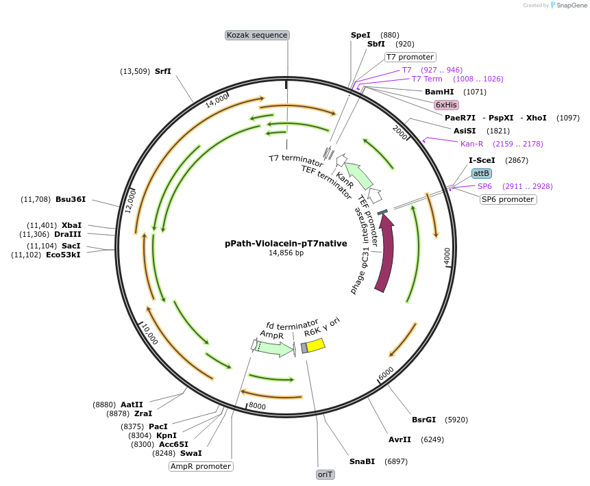 200002-plasmid-map-sequence-id-406790