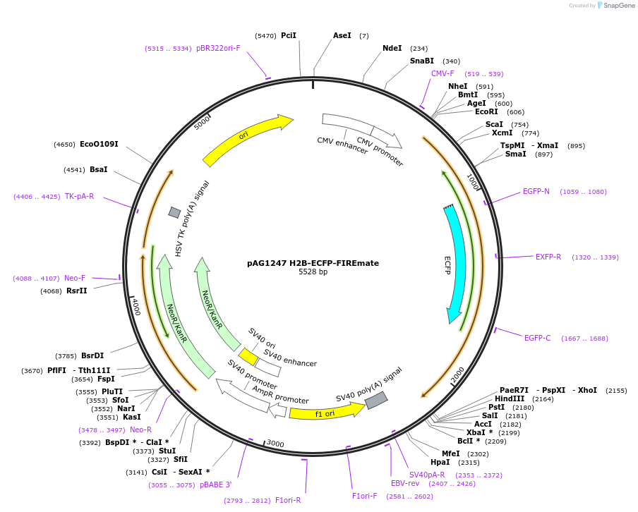 205171-plasmid-map-sequence-id-406791