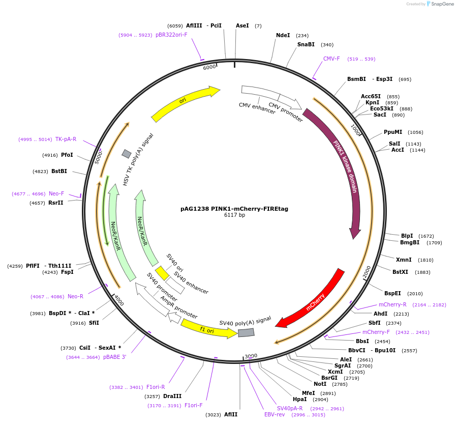 205174-plasmid-map-sequence-id-406794