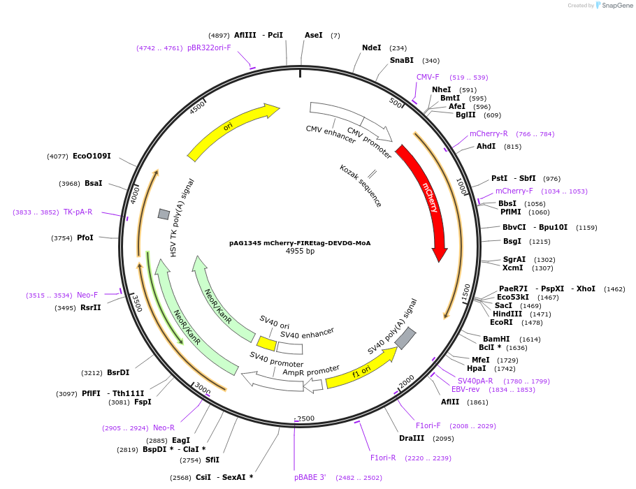 205176-plasmid-map-sequence-id-406796