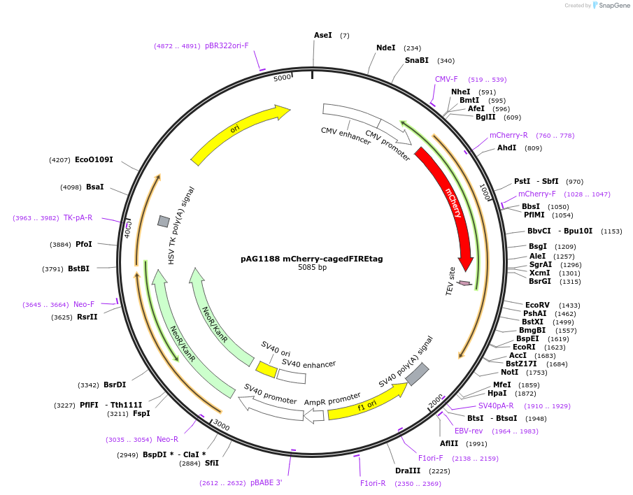 205177-plasmid-map-sequence-id-406797