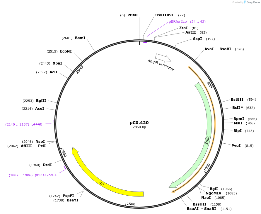 203934-plasmid-map-sequence-id-406799