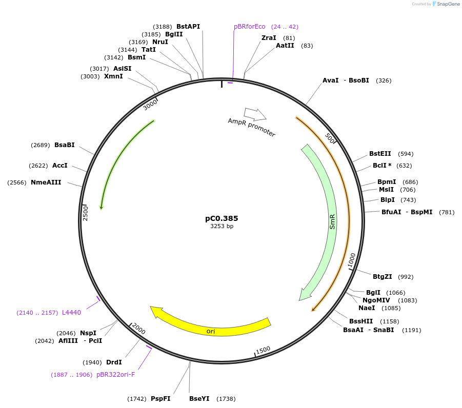 203936-plasmid-map-sequence-id-406802