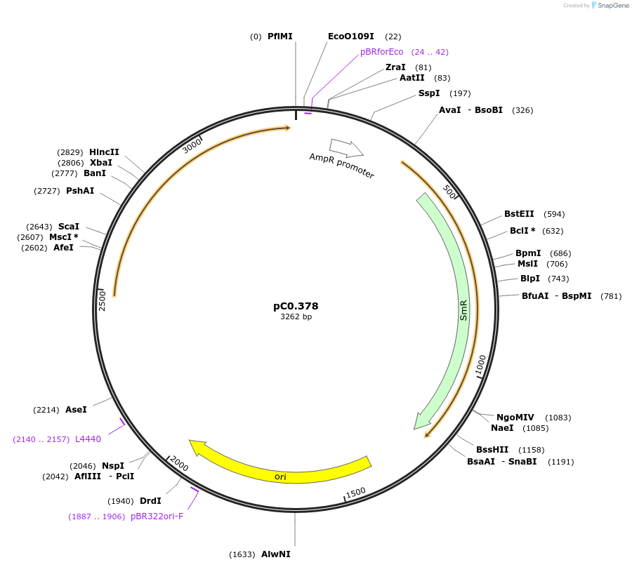 203937-plasmid-map-sequence-id-406803