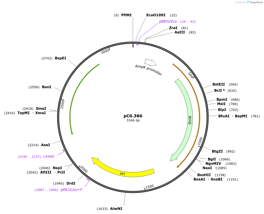 203938-plasmid-map-sequence-id-406805