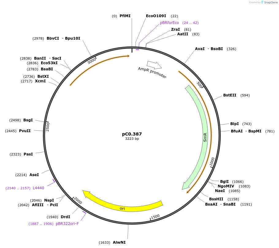 203939-plasmid-map-sequence-id-406806