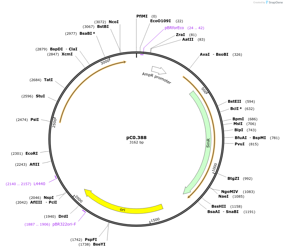 203940-plasmid-map-sequence-id-406807