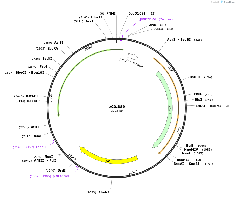 203941-plasmid-map-sequence-id-406808