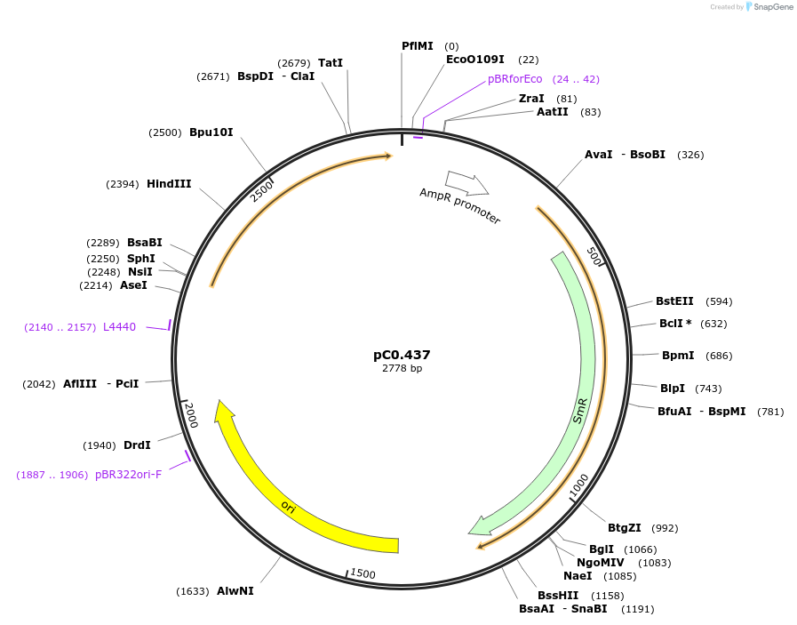 203942-plasmid-map-sequence-id-406809