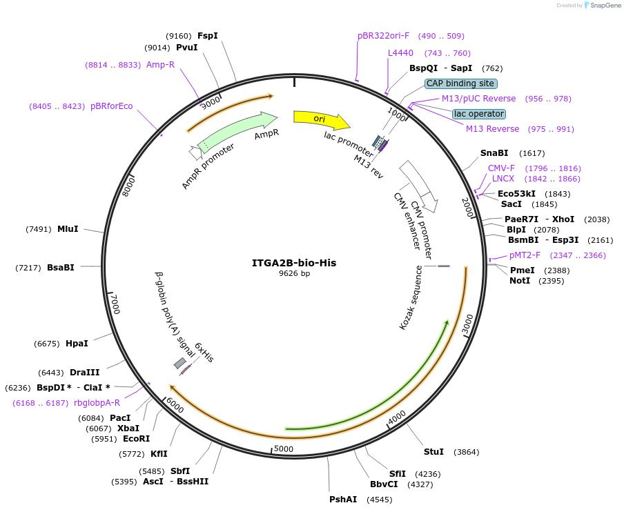 53353-plasmid-map-sequence-id-406810