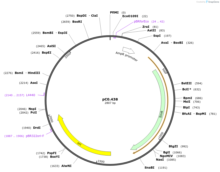 203943-plasmid-map-sequence-id-406811