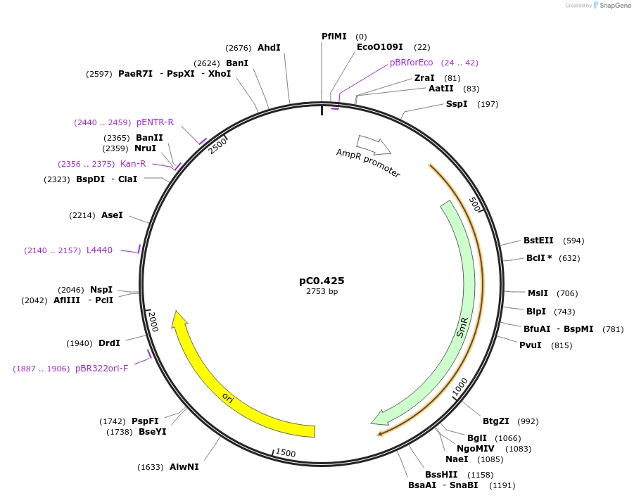 203944-plasmid-map-sequence-id-406812