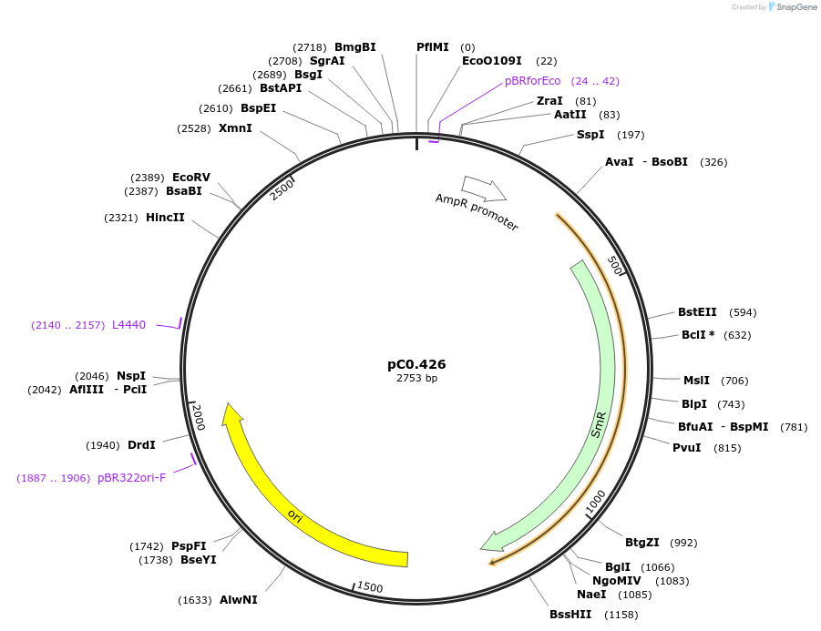 203945-plasmid-map-sequence-id-406813