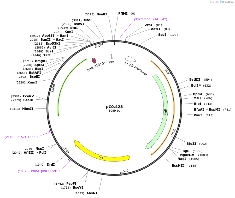 203947-plasmid-map-sequence-id-406815