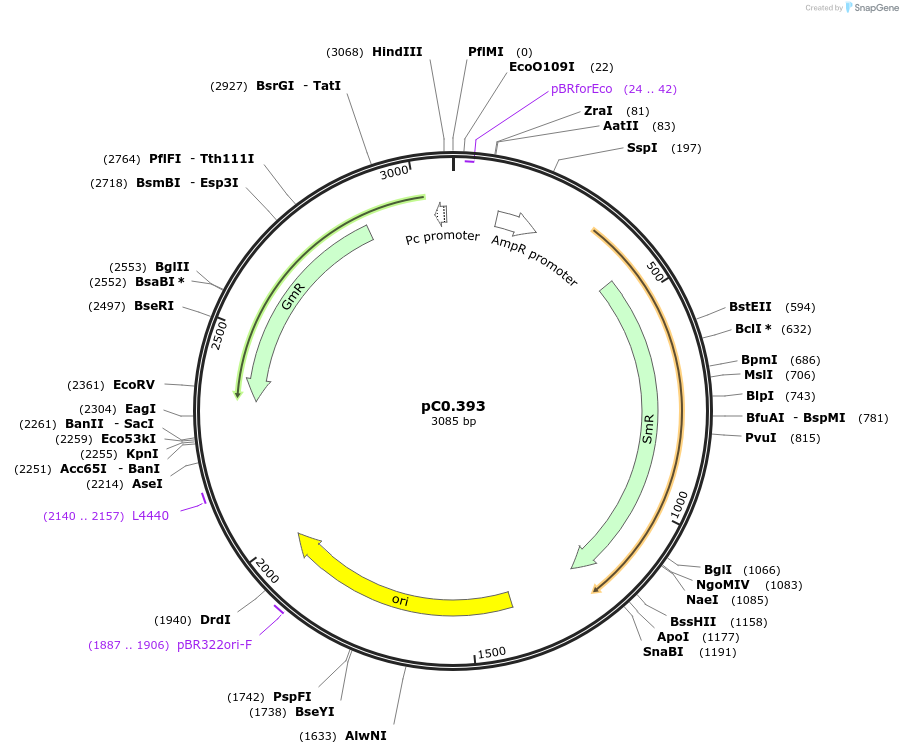 203949-plasmid-map-sequence-id-406816