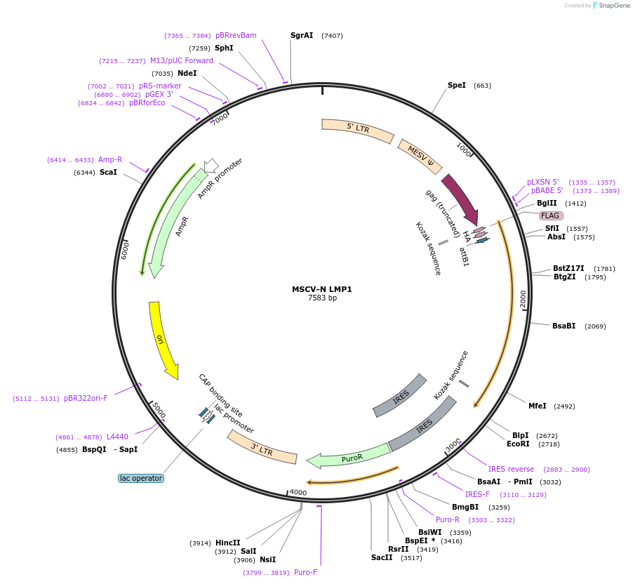 37962-plasmid-map-sequence-id-406940
