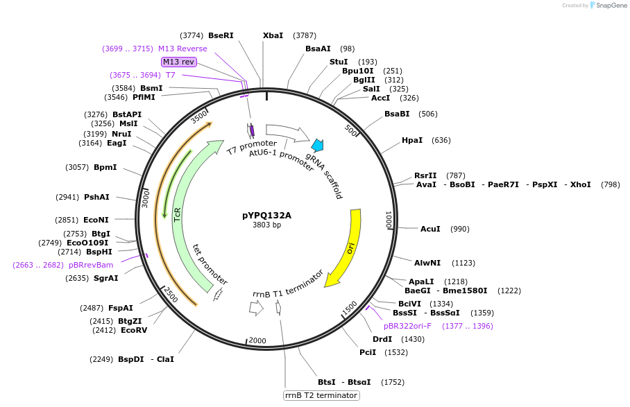 69274-plasmid-map-sequence-id-406945