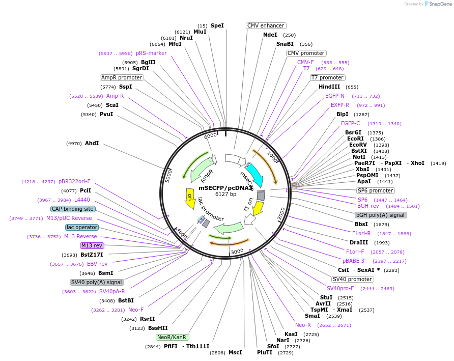 51951-plasmid-map-sequence-id-406946