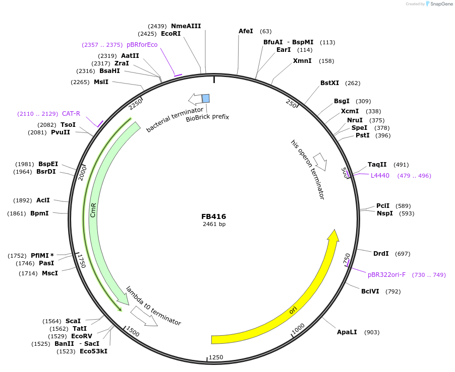 203620-plasmid-map-sequence-id-406989