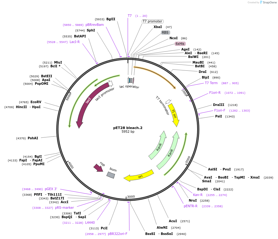 191878-plasmid-map-sequence-id-406992