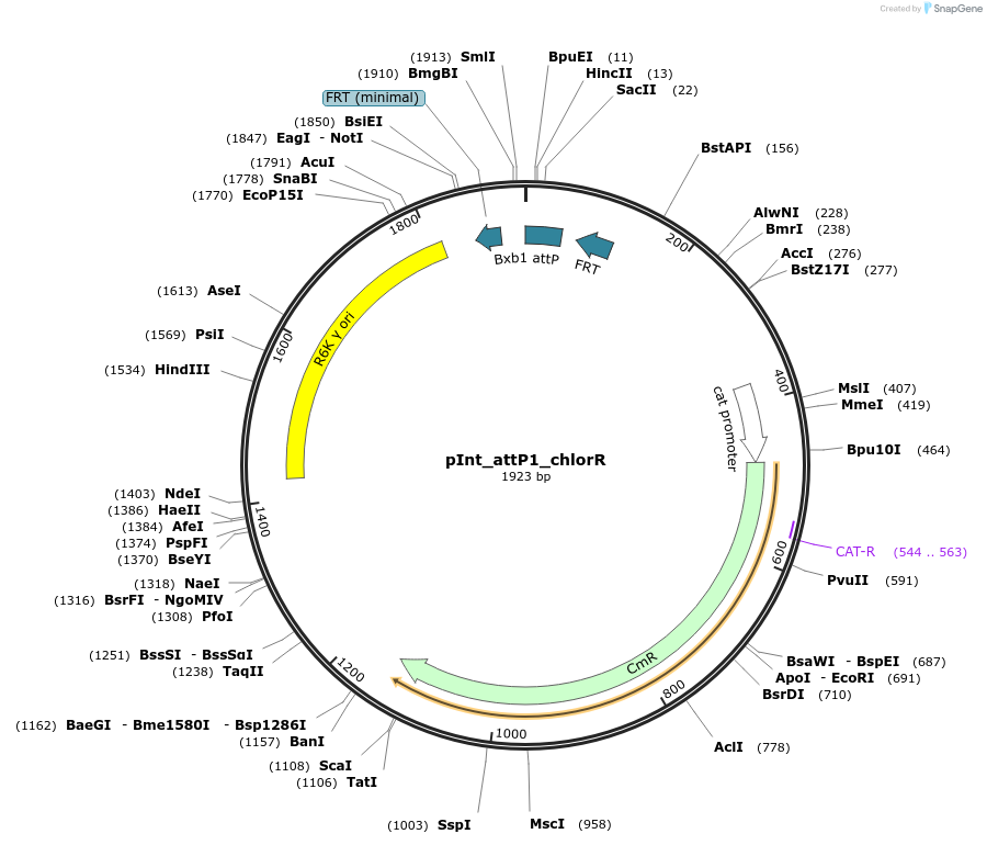 205295-plasmid-map-sequence-id-406999