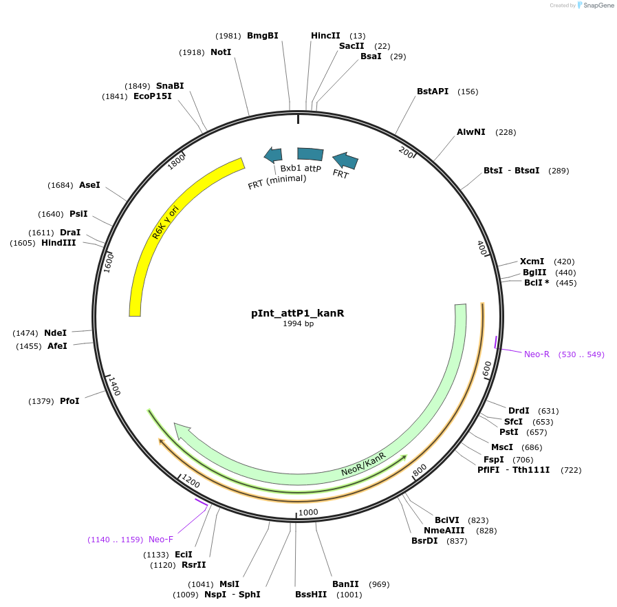 205294-plasmid-map-sequence-id-407001