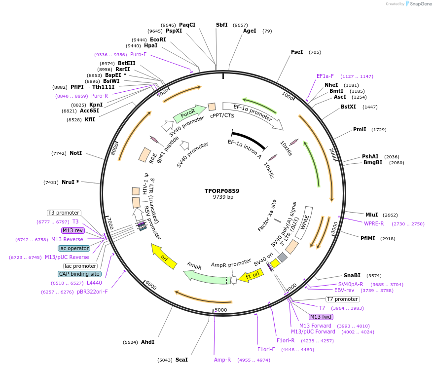 141739-plasmid-map-sequence-id-407003