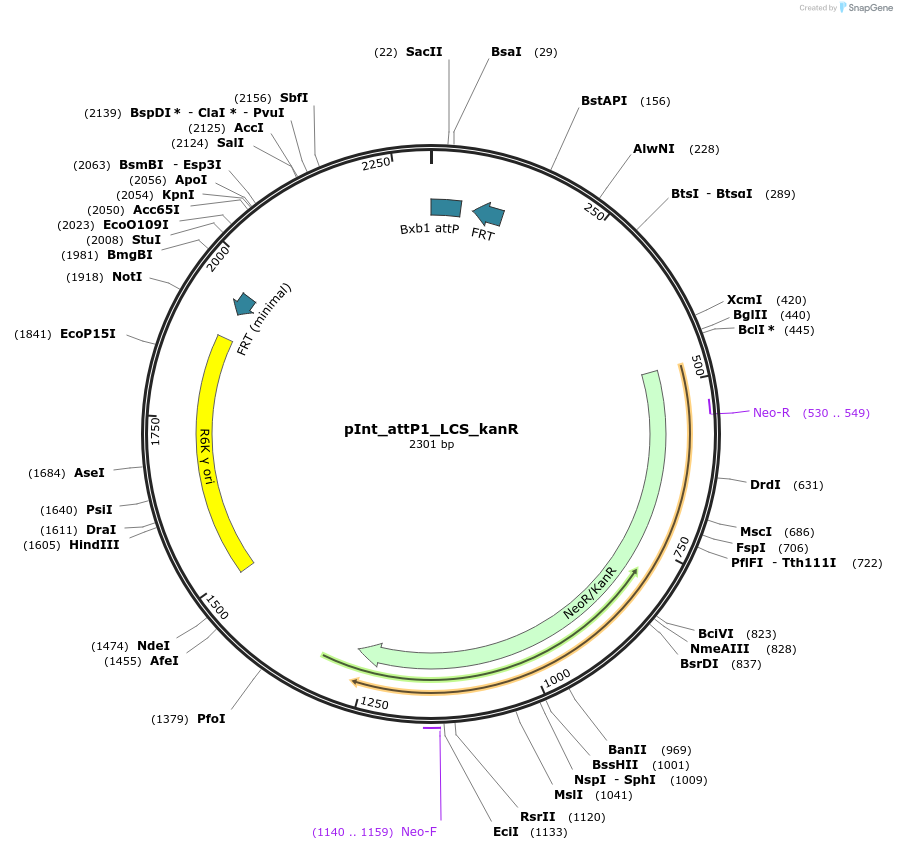 205300-plasmid-map-sequence-id-407004