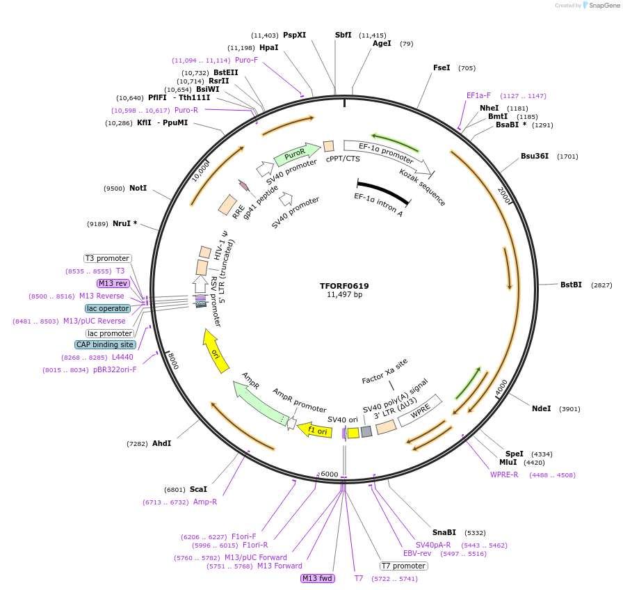 143719-plasmid-map-sequence-id-407006