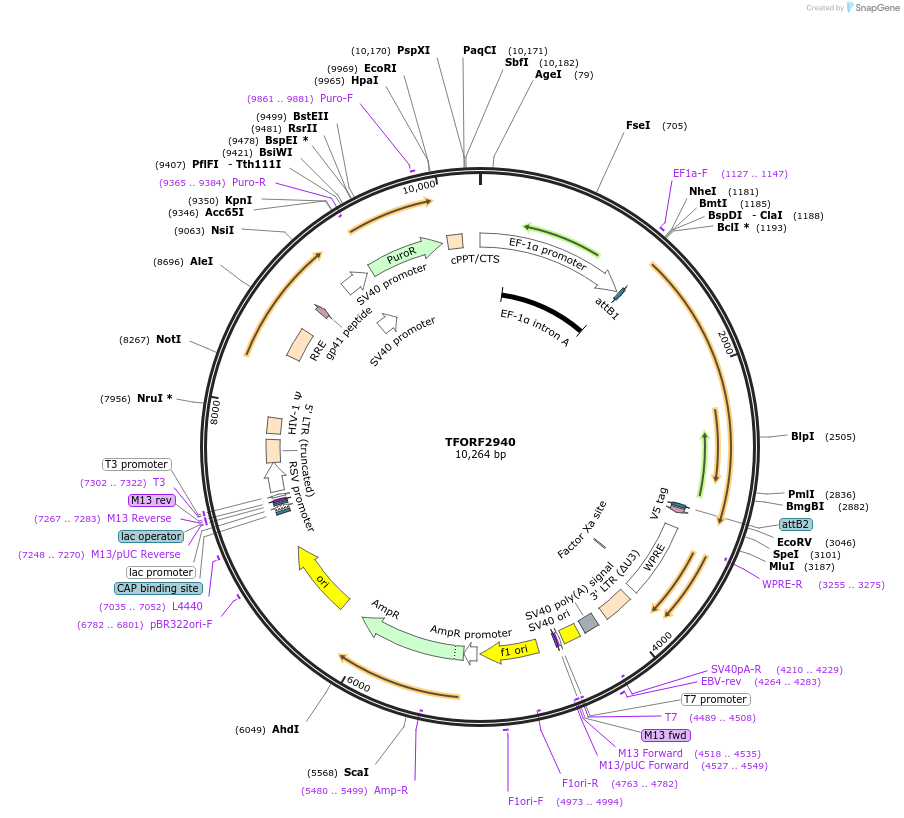 144416-plasmid-map-sequence-id-407007