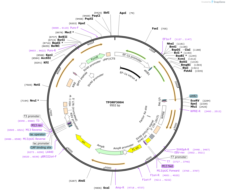 144480-plasmid-map-sequence-id-407013