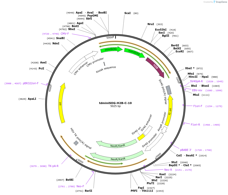57804-plasmid-map-sequence-id-407023