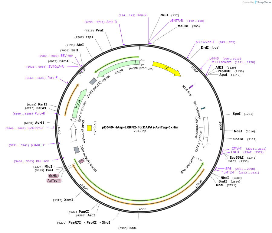 156928-plasmid-map-sequence-id-407029