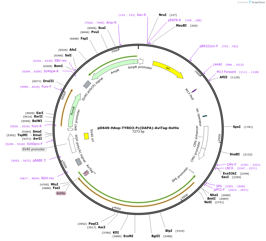 156822-plasmid-map-sequence-id-407031