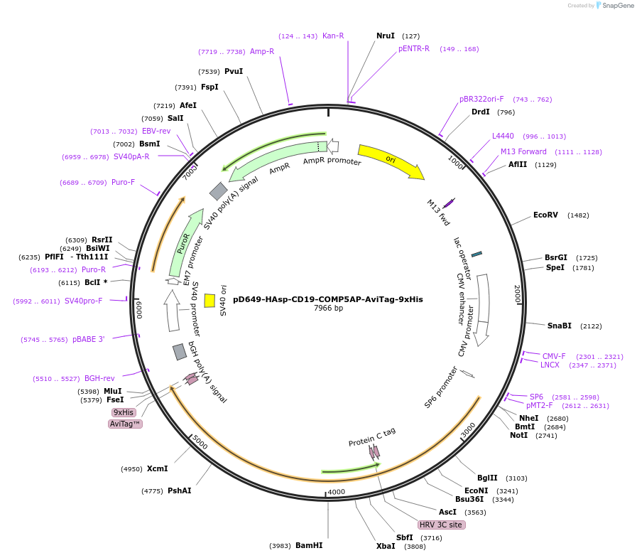 157278-plasmid-map-sequence-id-407036